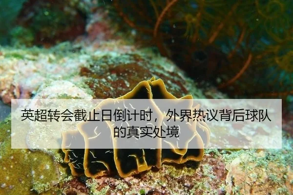 英超转会截止日倒计时，外界热议背后球队的真实处境